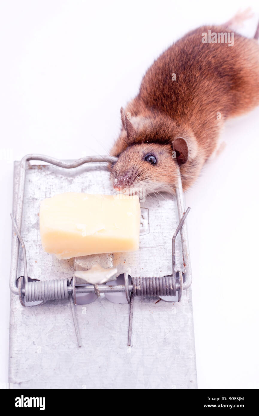 Une souris morte après avoir été pris dans un piège à souris sur un fond blanc Photo Stock Alamy