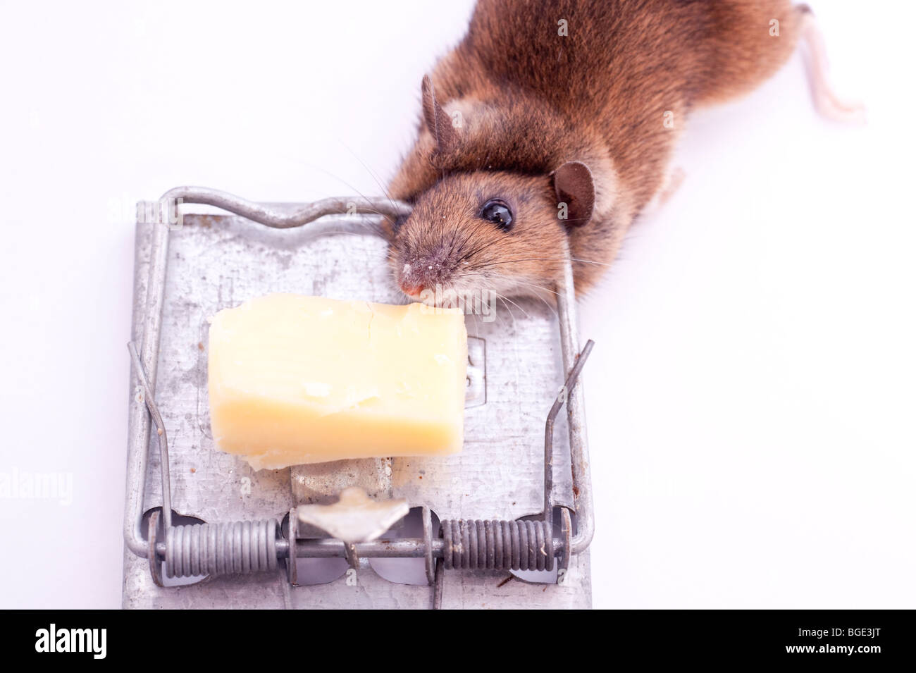 Une souris morte après avoir été pris dans un piège à souris sur un fond blanc Banque D'Images