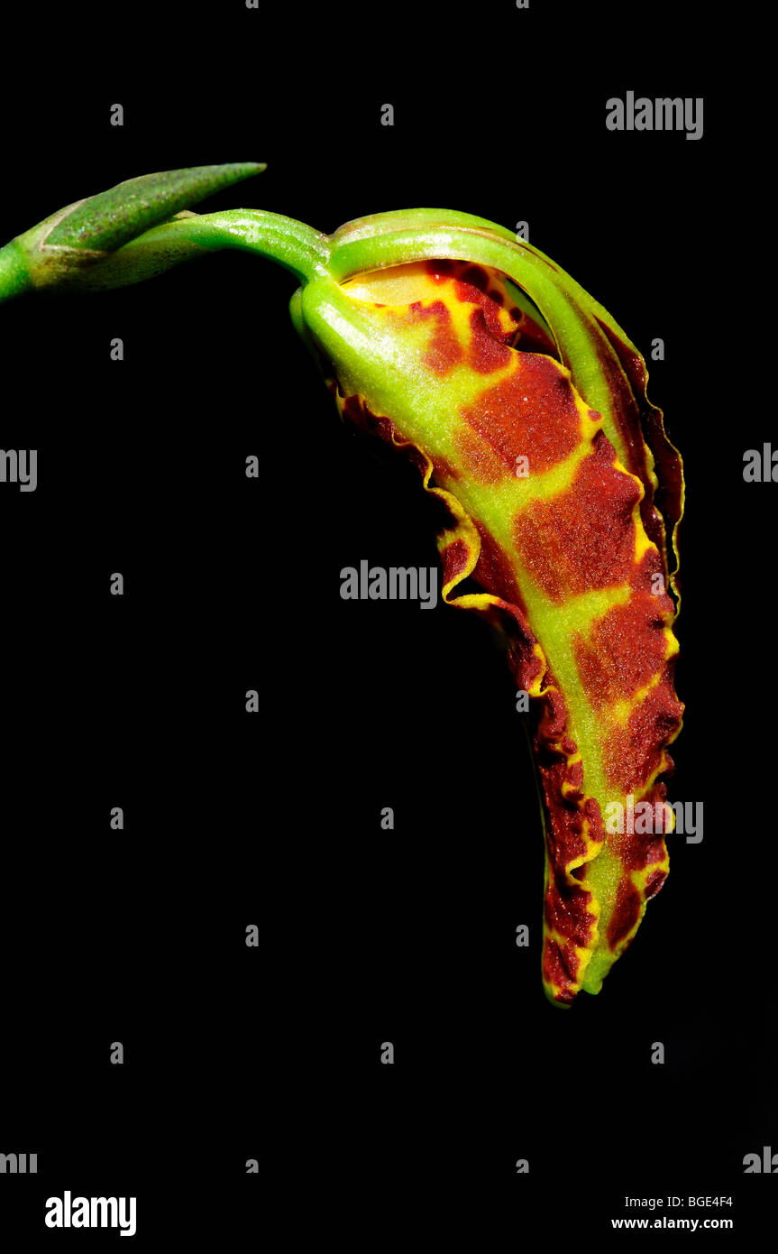 Orchidée papillon fleur Psychopsis papilio. Banque D'Images