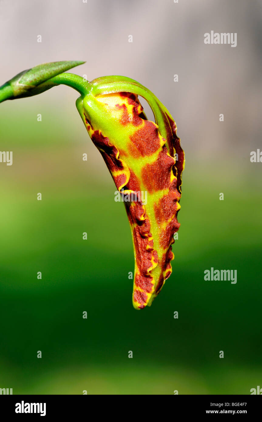 Orchidée papillon fleur Psychopsis papilio. Banque D'Images