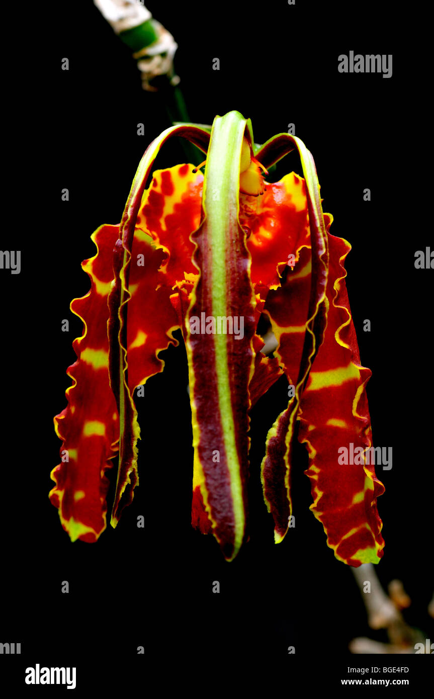 Orchidée fleur papillon Psychopsis papilio. Banque D'Images