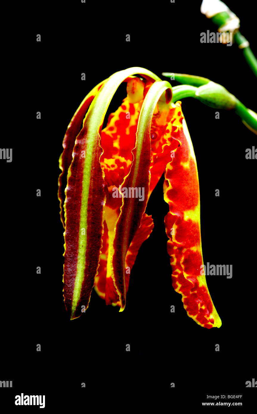 Orchidée fleur papillon Psychopsis papilio. Banque D'Images