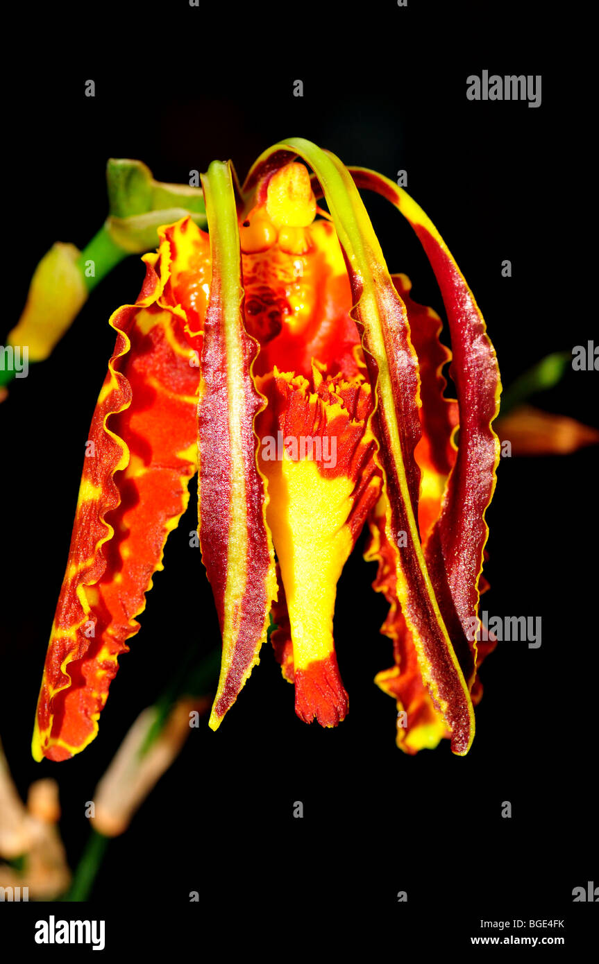 Orchidée fleur papillon Psychopsis papilio. Banque D'Images