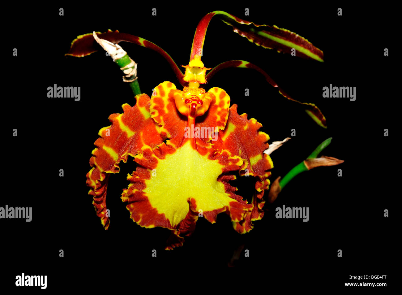 Orchidée fleur papillon Psychopsis papilio. Banque D'Images