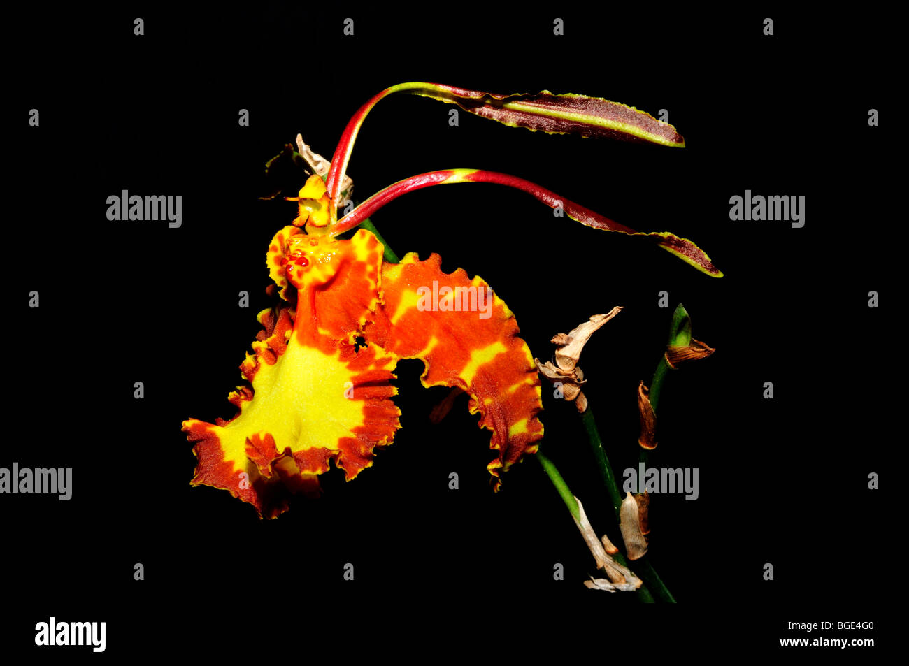 Orchidée fleur papillon Psychopsis papilio. Banque D'Images