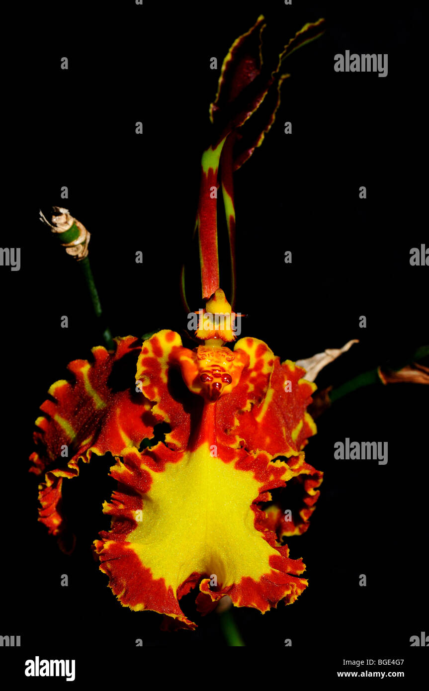 Orchidée fleur papillon Psychopsis papilio. Banque D'Images