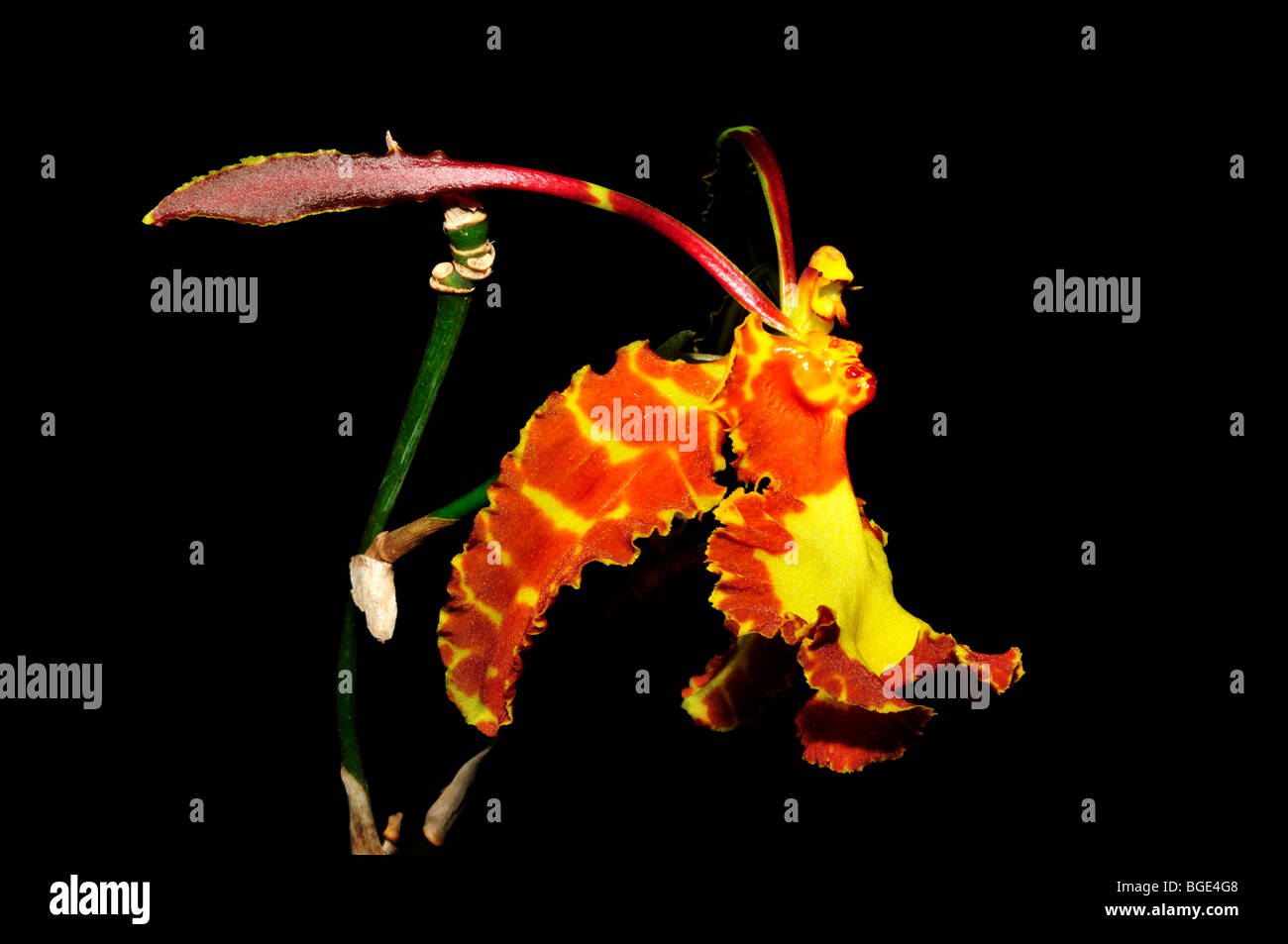 Orchidée fleur papillon Psychopsis papilio. Banque D'Images