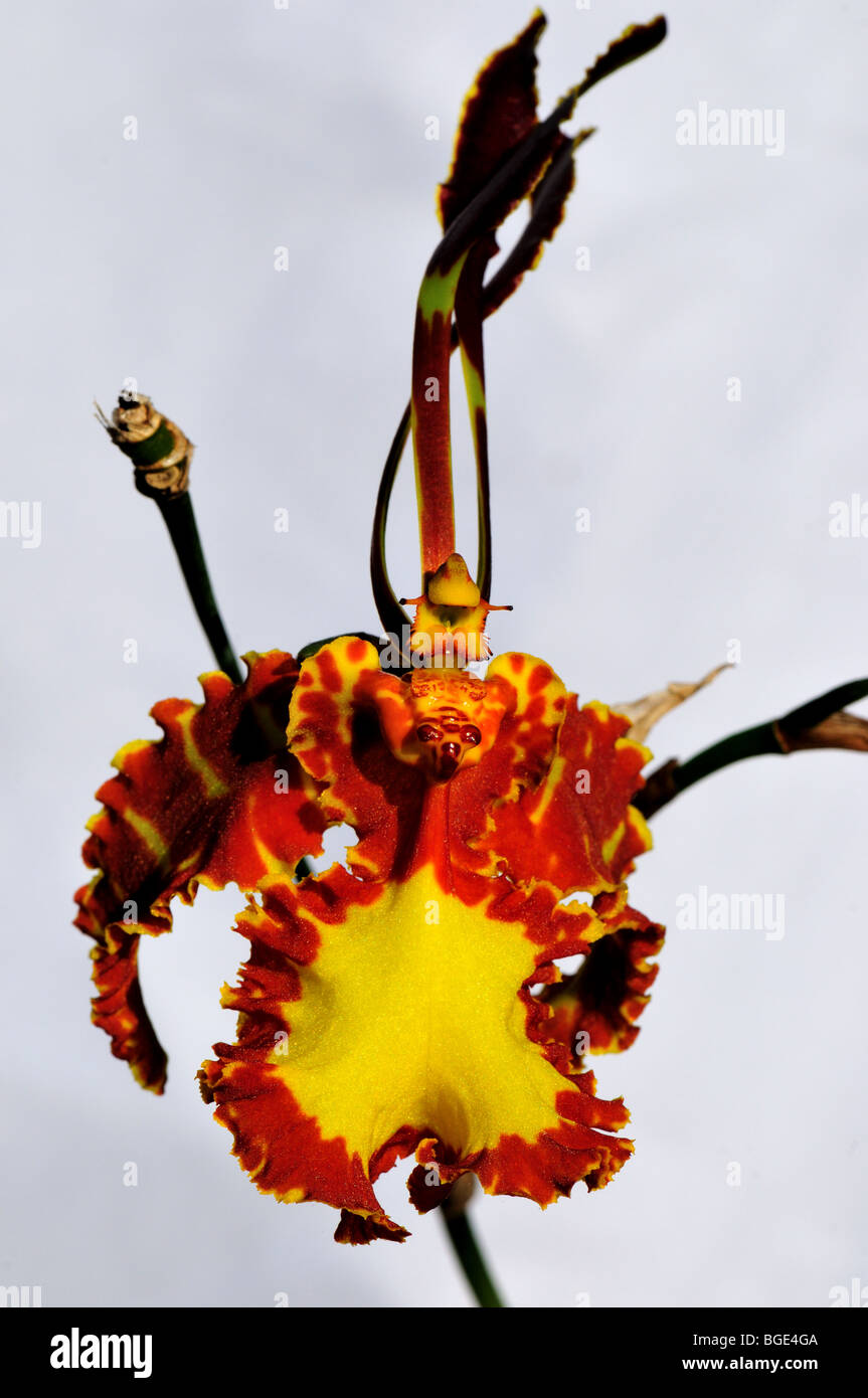 Orchidée fleur papillon Psychopsis papilio. Banque D'Images