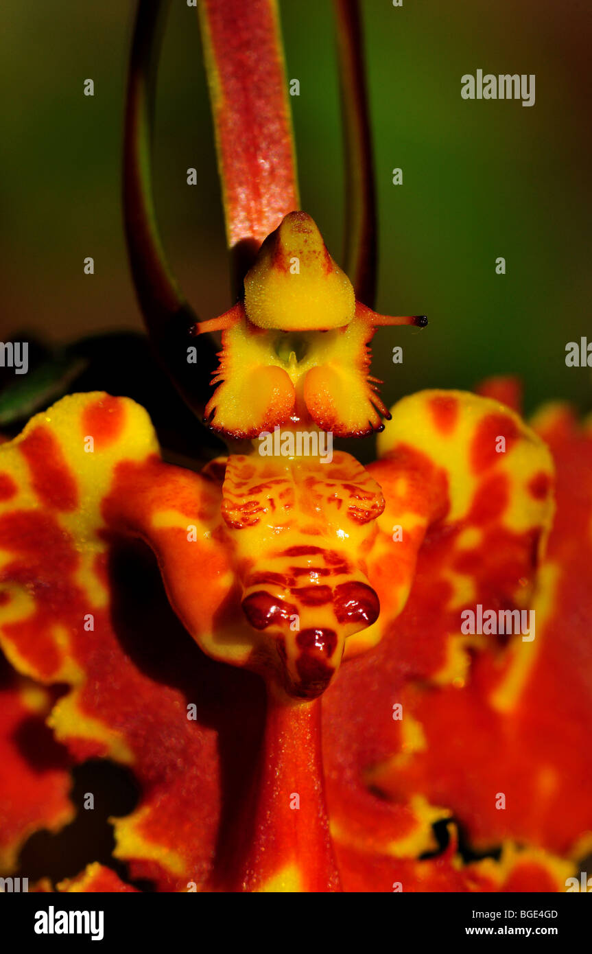 Orchidée fleur papillon Psychopsis papilio. Banque D'Images