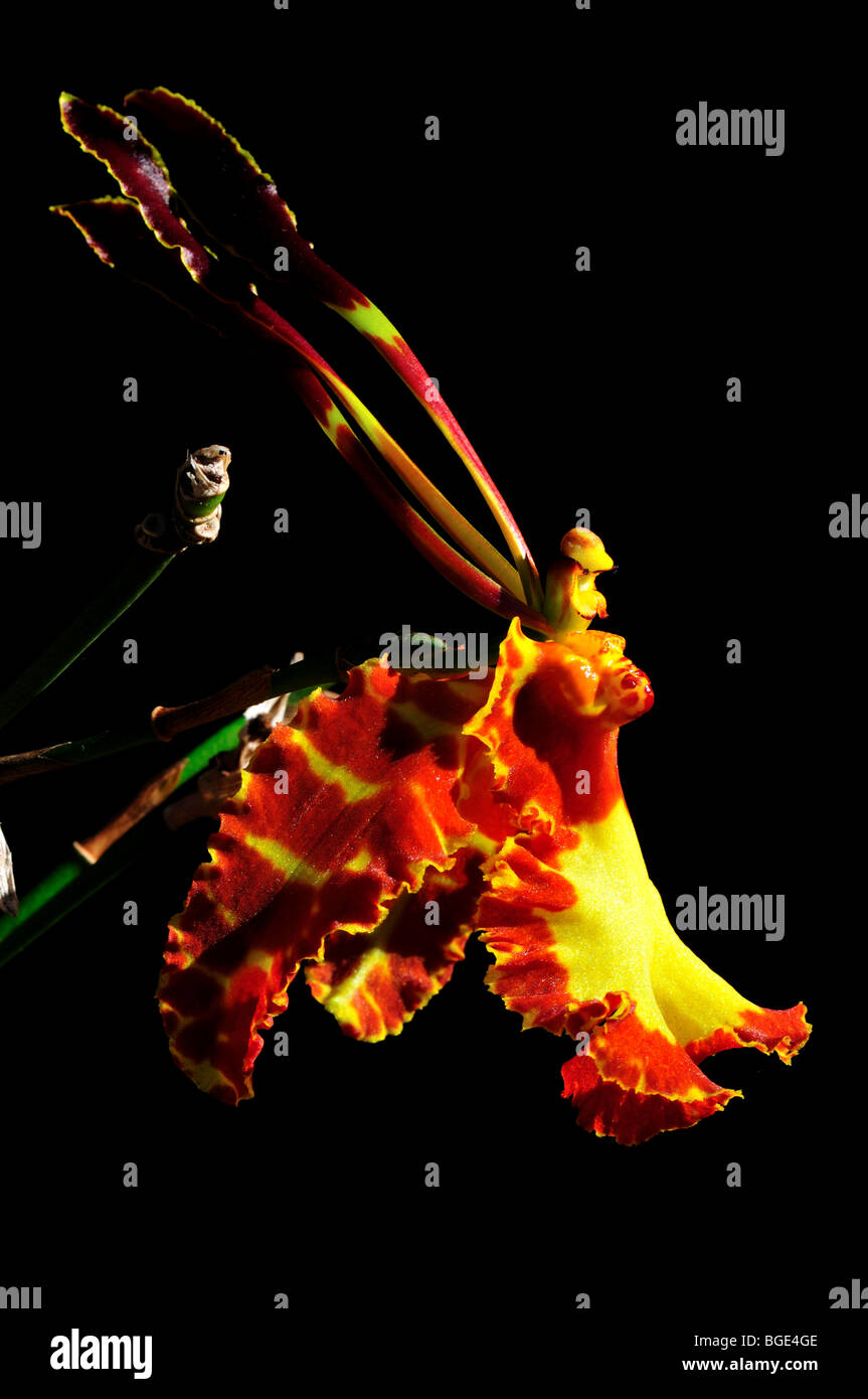 Orchidée fleur papillon Psychopsis papilio. Banque D'Images