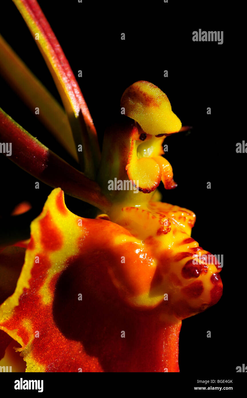 Orchidée fleur papillon Psychopsis papilio. Banque D'Images