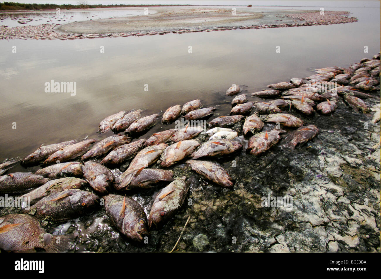 Poissons morts dans le lac Salton, tué par de faibles niveaux d'oxygène due à la pollution dans la rivière New Banque D'Images