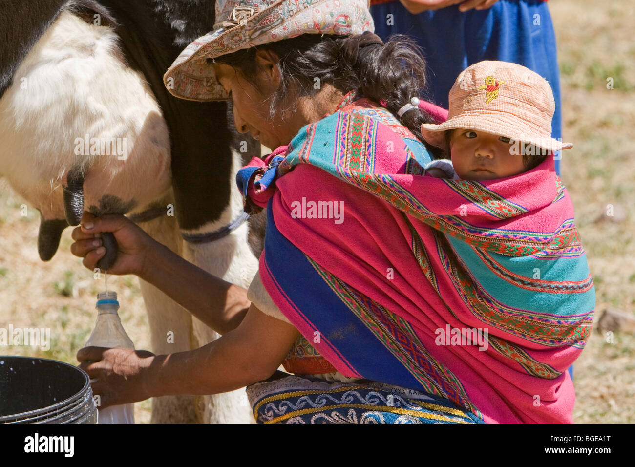 Agricultrice Peruvien Avec Bebe Sur Le Dos De La Vache A Traire Dans Les Champs A Proximite De Canyon De Colca Perou Photo Stock Alamy