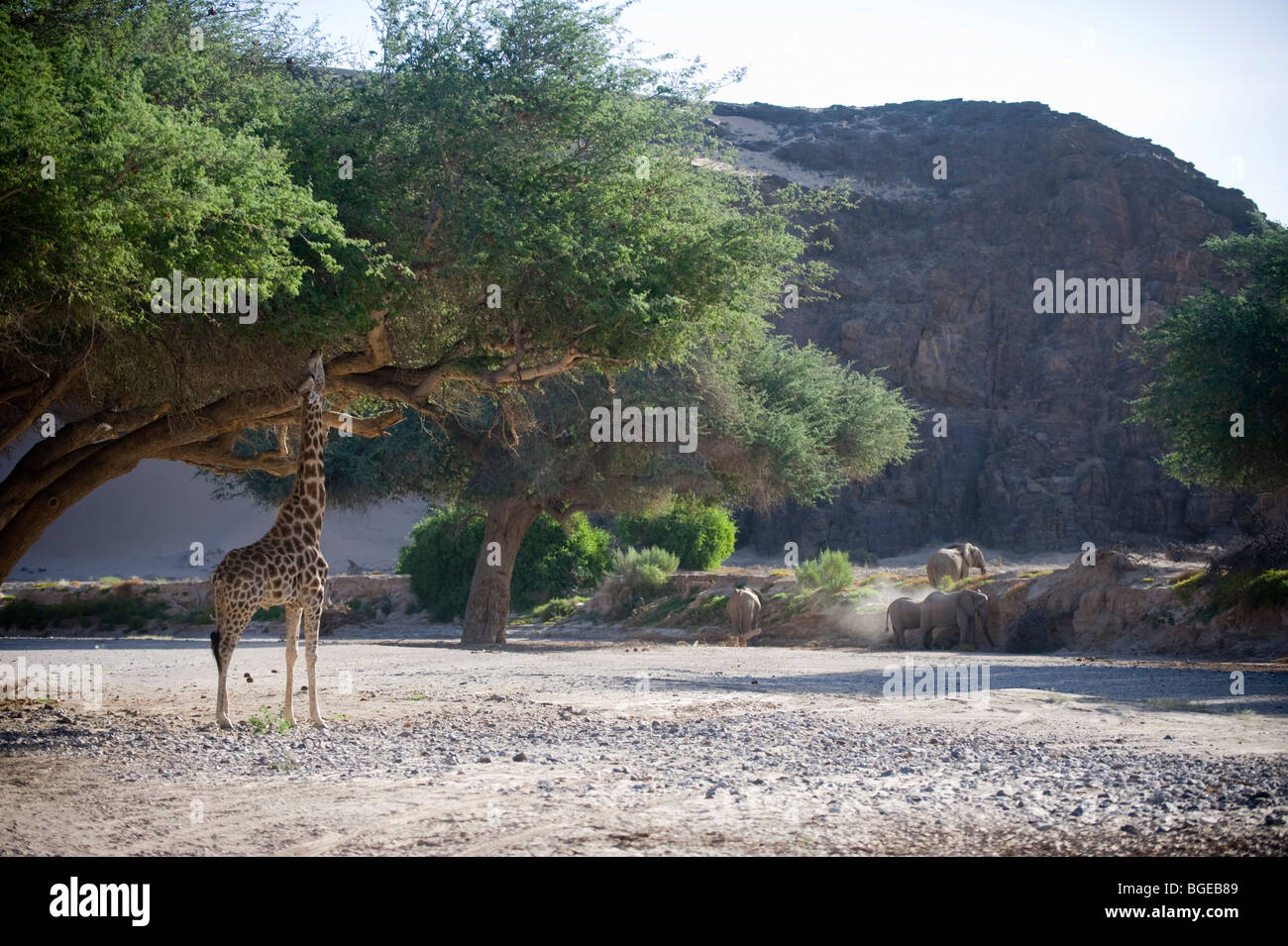Girafe dans le lit de la rivière Hoanib, la Namibie. Banque D'Images