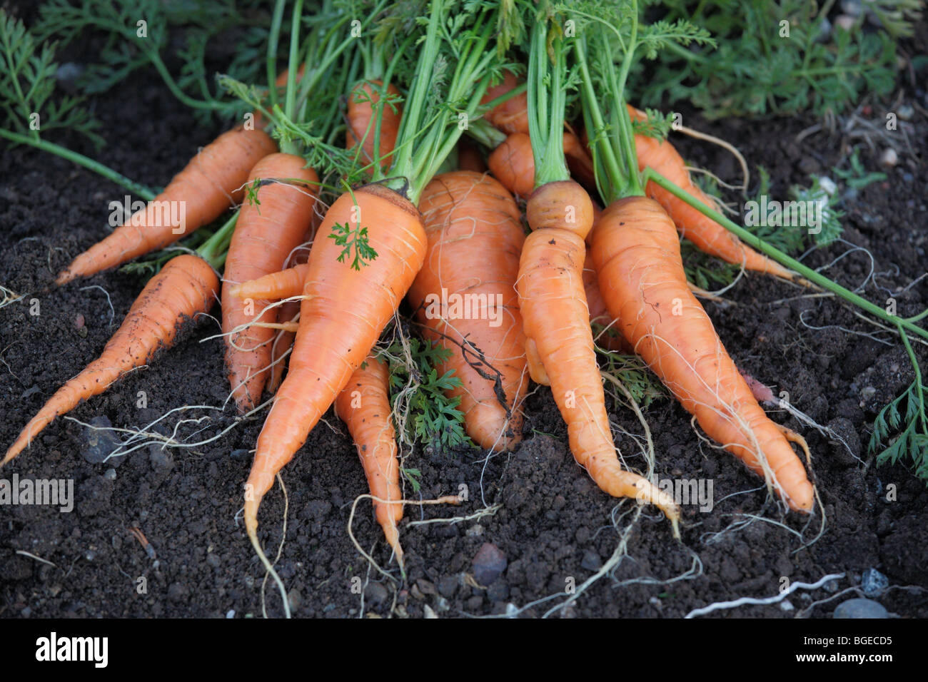 Frais carottes du jardin Banque D'Images