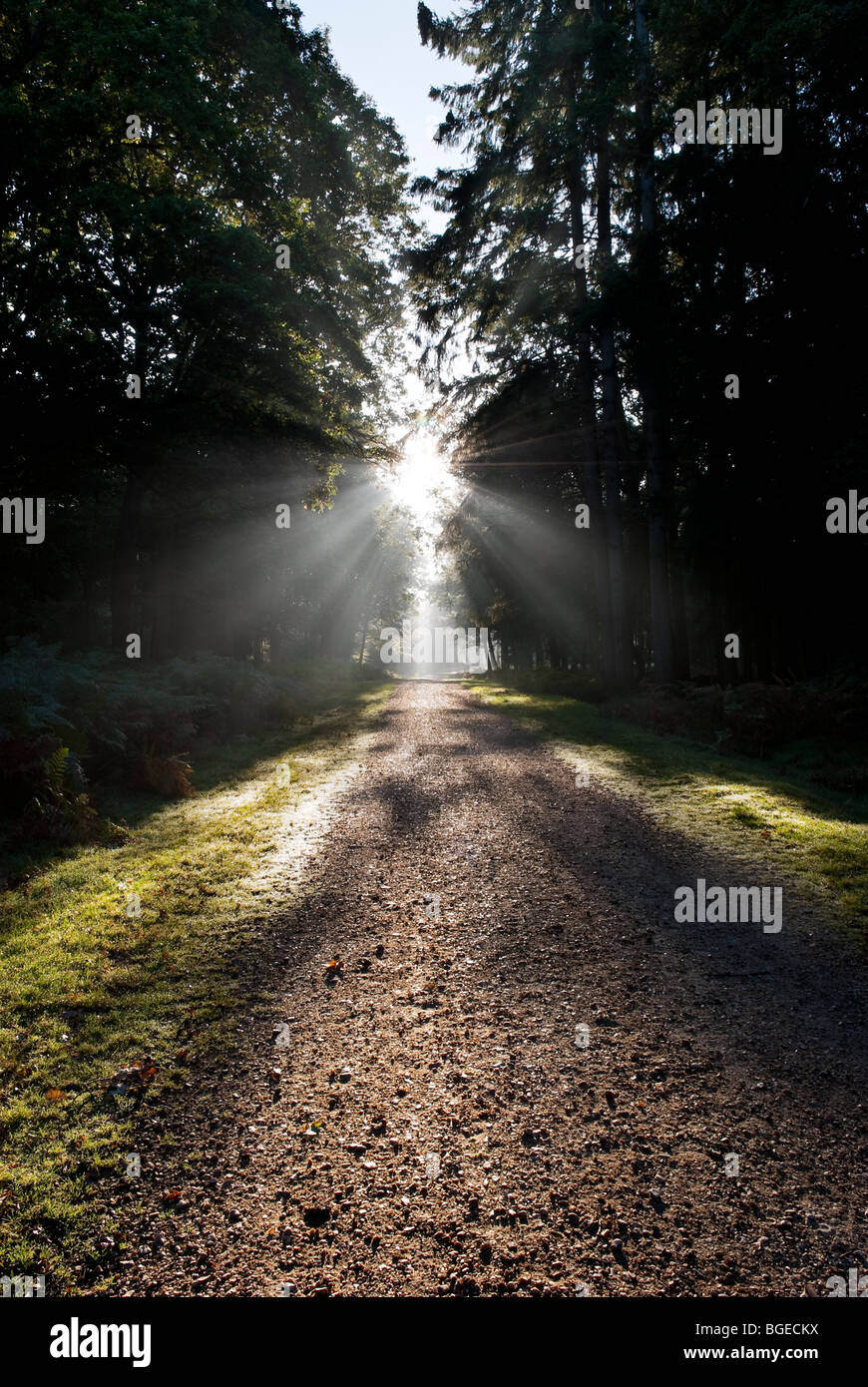 Tôt le matin, la lumière du soleil filtrant à travers les pins au géant Rhinefield ornamental drive dans la New Forest en Angleterre Banque D'Images