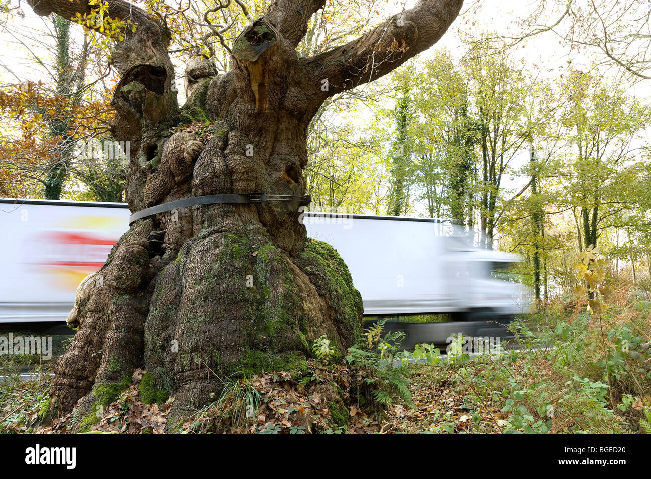 Big Belly Oak dans la forêt de Savernake près de Marlborough Wiltshire Royaume-Uni l'arbre a plus de 1000 ans, est encore en vie en pleine croissance sur une route. Banque D'Images