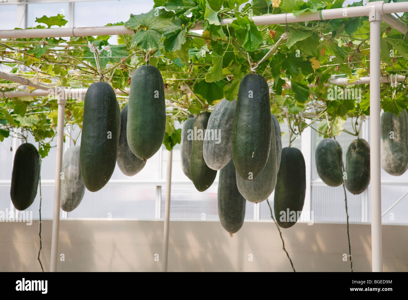 La culture hydroponique permet de cultiver des melons d'hiver au Centre Epcot, Disney World, en Floride Banque D'Images