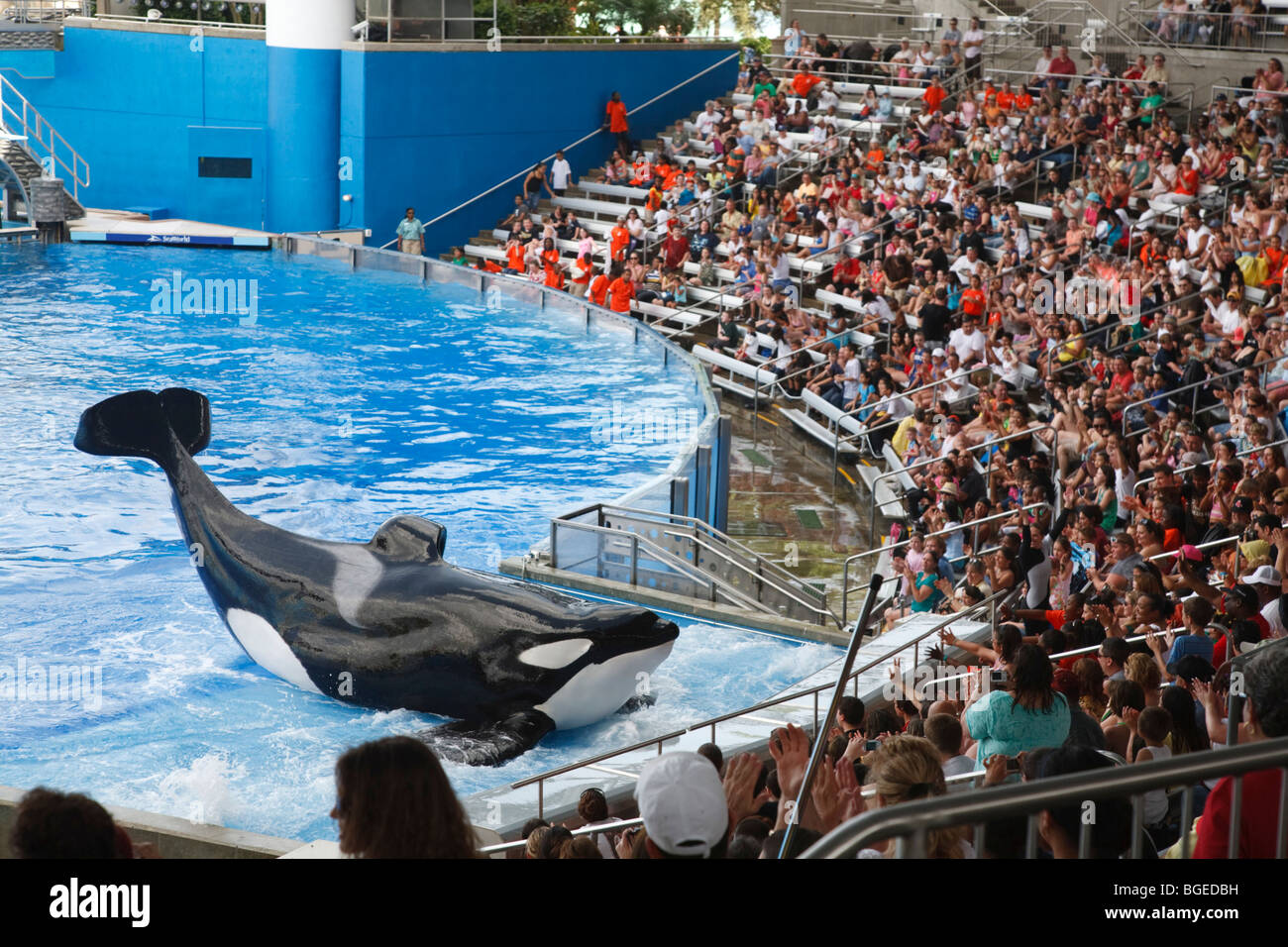 L'orque Shamu effectue dans la crois show à Seaworld Orlando, Floride Banque D'Images