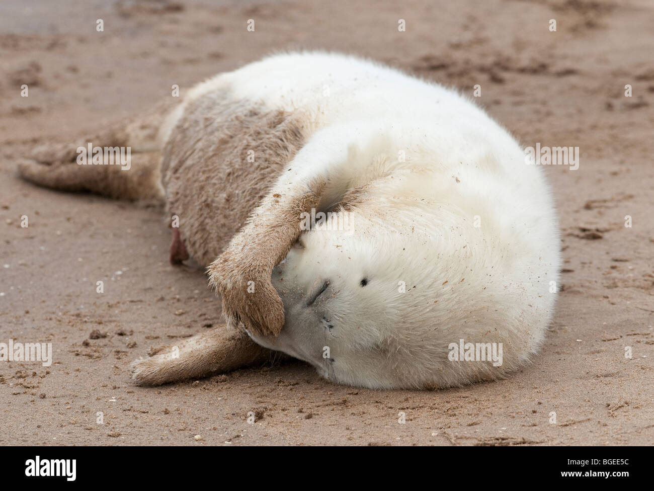 Un jeune phoque gris se trouve endormi sur la plage avec un flipper reposant sur son nez, Donna Nook, Lincolnshire England UK Banque D'Images