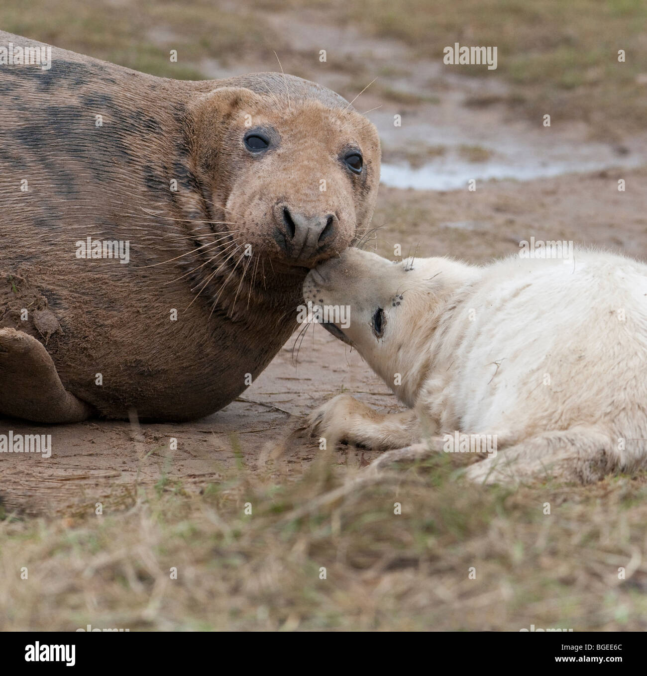 Un jeune phoque gris ludique nuzzles son menton, mères Donna Nook, Lincolnshire England UK Banque D'Images