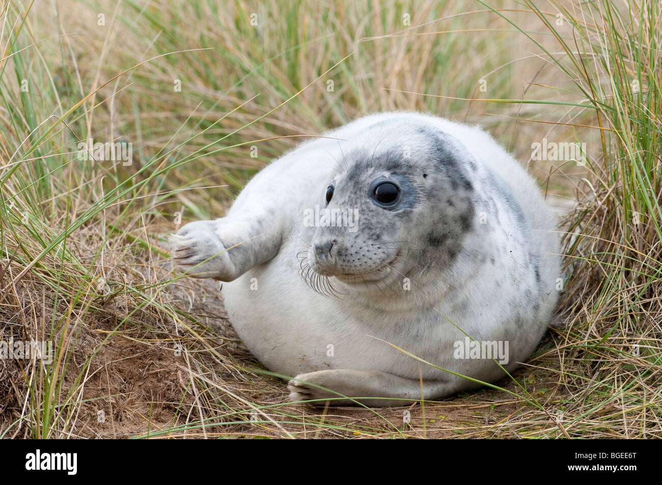 Un jeune phoque gris se trouve dans l'herbe, Donna Nook, Lincolnshire England UK Banque D'Images