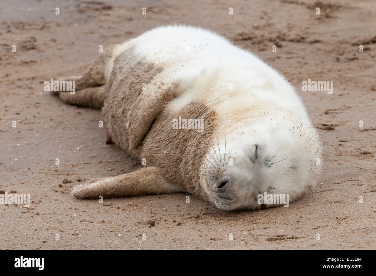 Un jeune phoque gris se trouve endormi sur la plage, Donna Nook, Lincolnshire England UK Banque D'Images