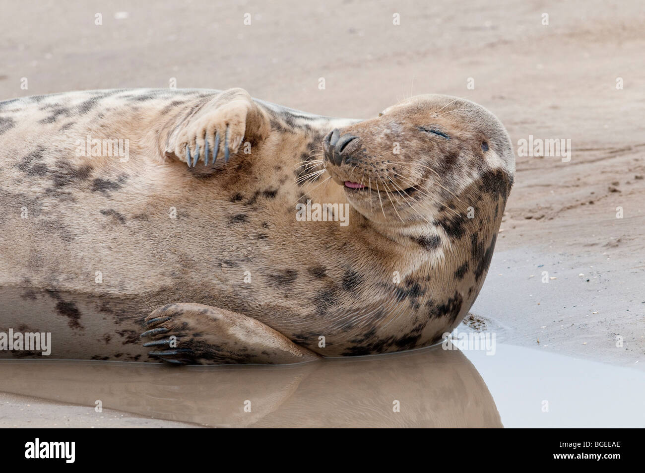 Un coin couchage vache de phoques gris se trouve sur une plage de sable fin, Donna Nook, Lincolnshire England UK Banque D'Images