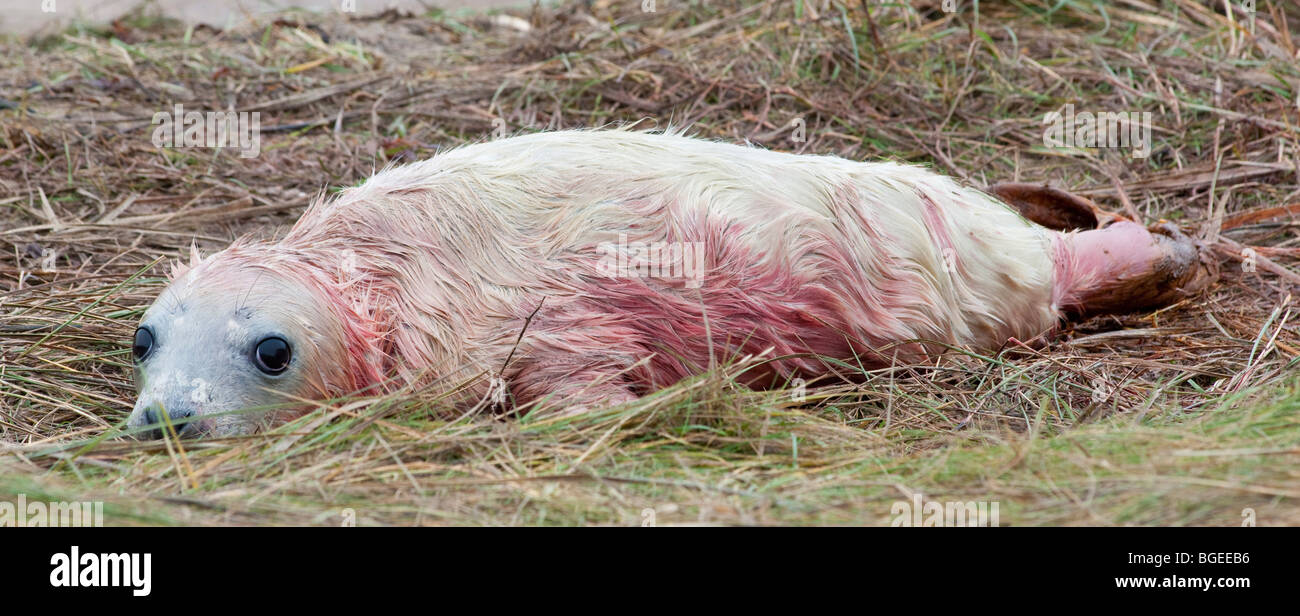Un couvert de sang, nouveau-né de bébés phoques gris se trouve sur l'herbe, Donna Nook, Lincolnshire England UK Banque D'Images