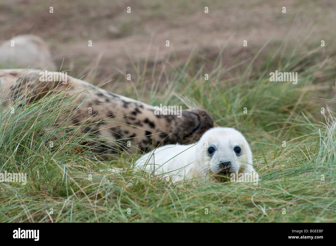 Un jeune phoque gris (Halichoerus grypus) et sa mère, Donna Nook, Lincolnshire England UK Banque D'Images