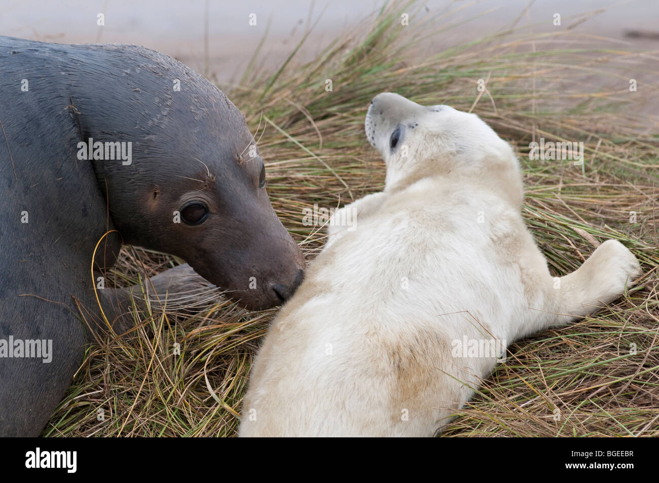 Une vache de phoques gris renifle son jeune chiot, Donna Nook, Lincolnshire England UK Banque D'Images