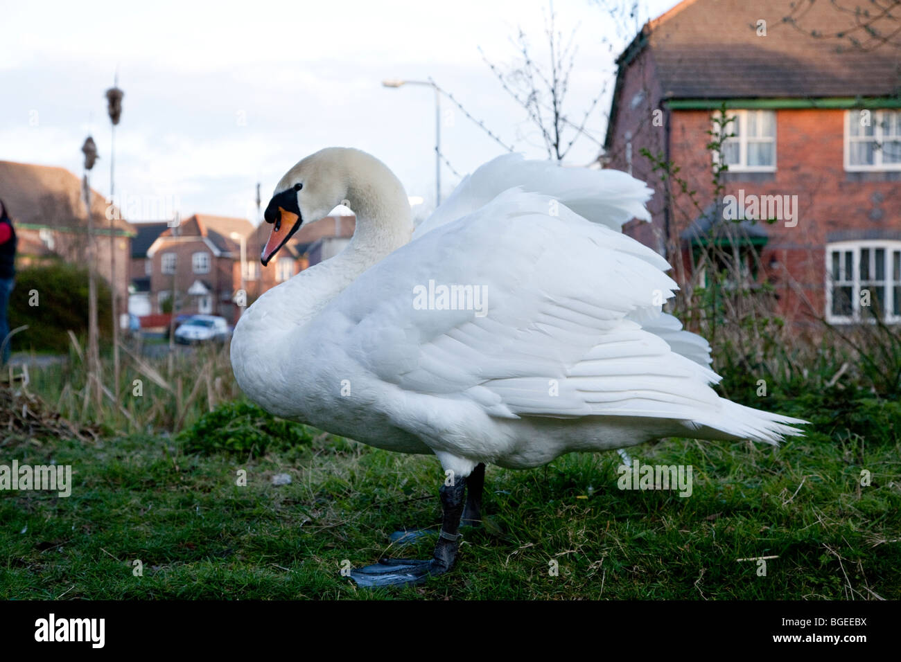 Photographie d'un cob cygne muet dans un emplacement urbain Banque D'Images