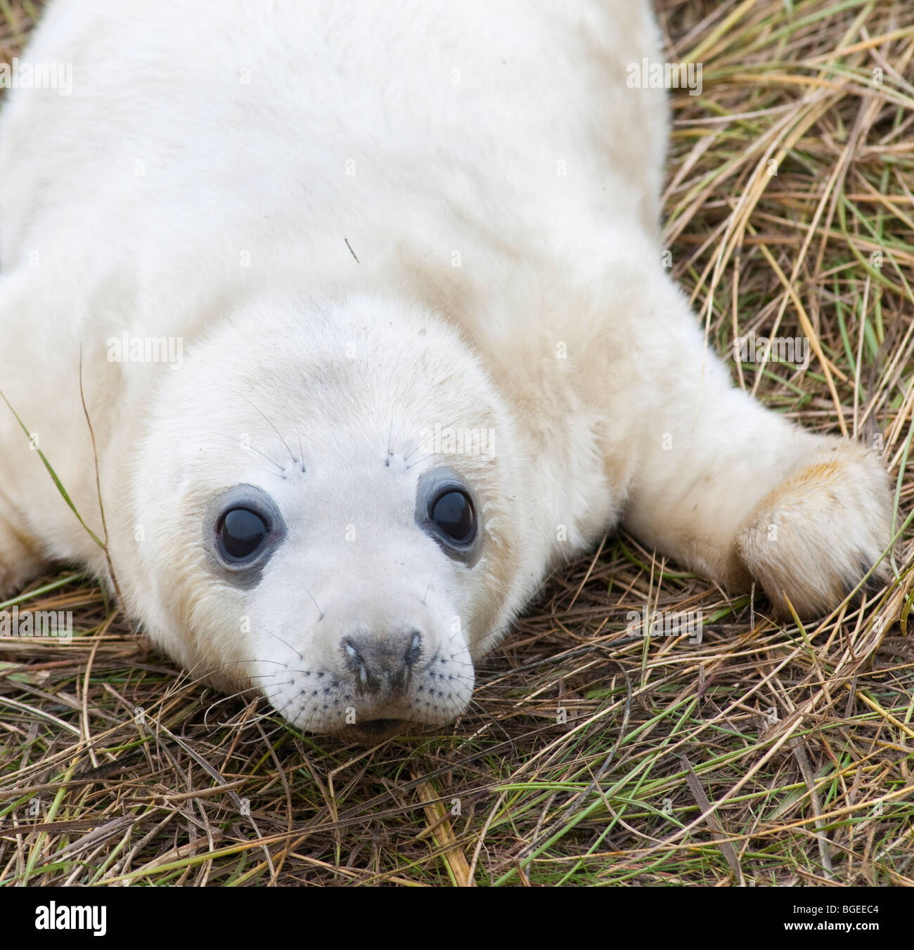 Un jeune phoque gris couché dans l'herbe se tourne vers le spectateur, Donna Nook, Lincolnshire England UK Banque D'Images