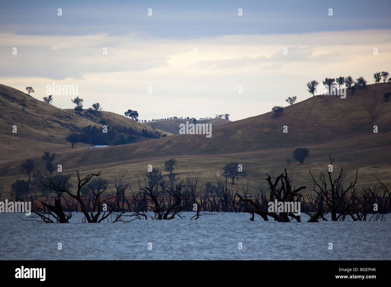 Arbres morts dans le lac Hume, sur la rivière Murray, Victoria, Australie Banque D'Images