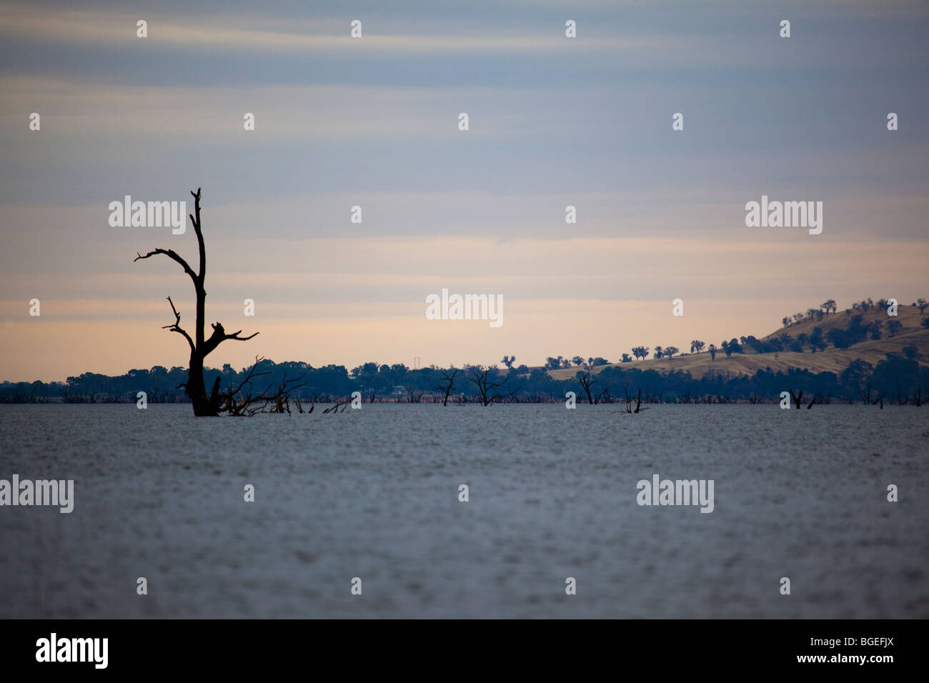 Arbres morts dans le lac Hume, sur la rivière Murray, Victoria, Australie Banque D'Images