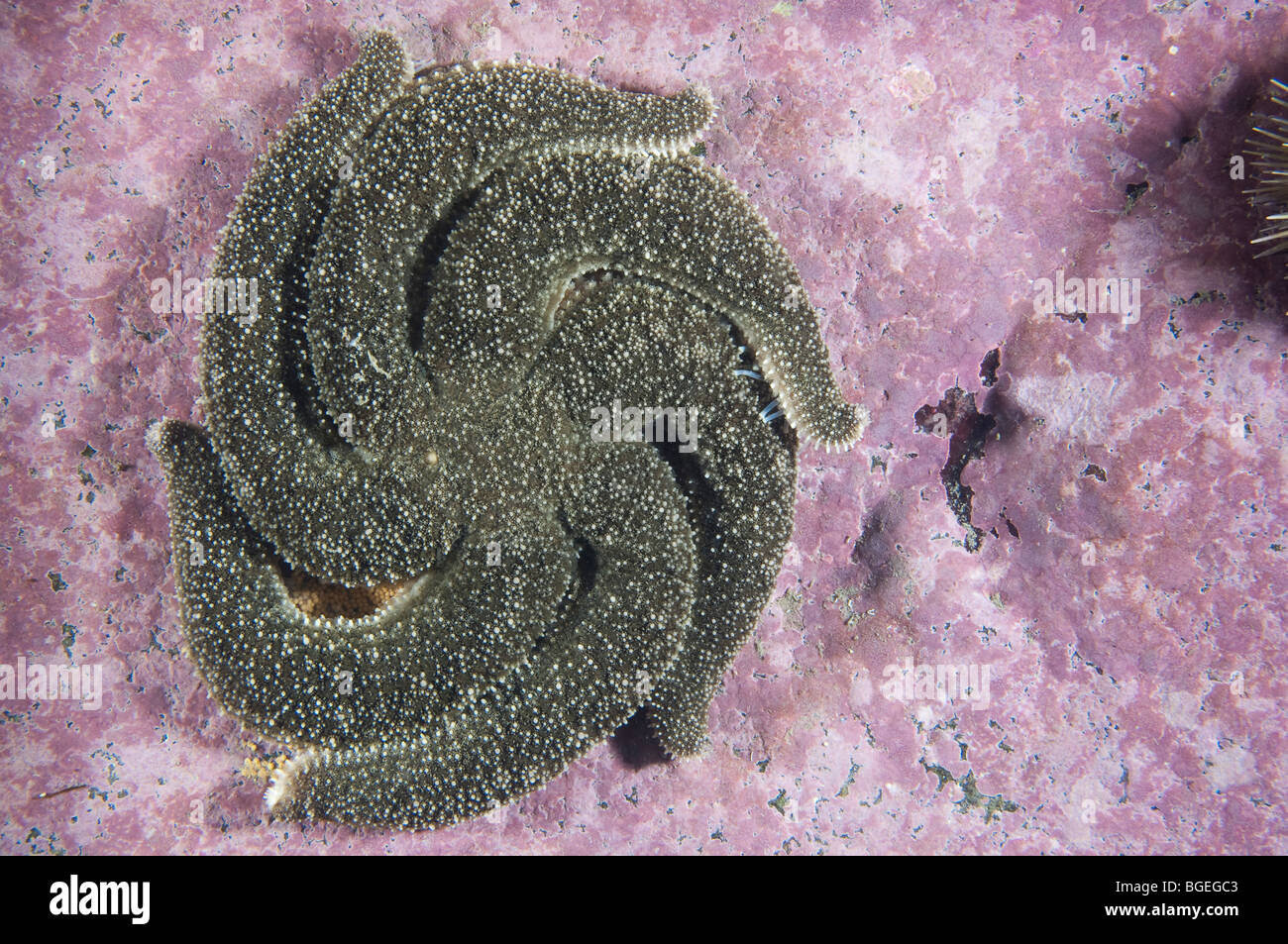 La protection de l'étoile de mer polaire et l'incubation des oeufs c'est sous l'eau dans l'estuaire du Saint-Laurent Banque D'Images