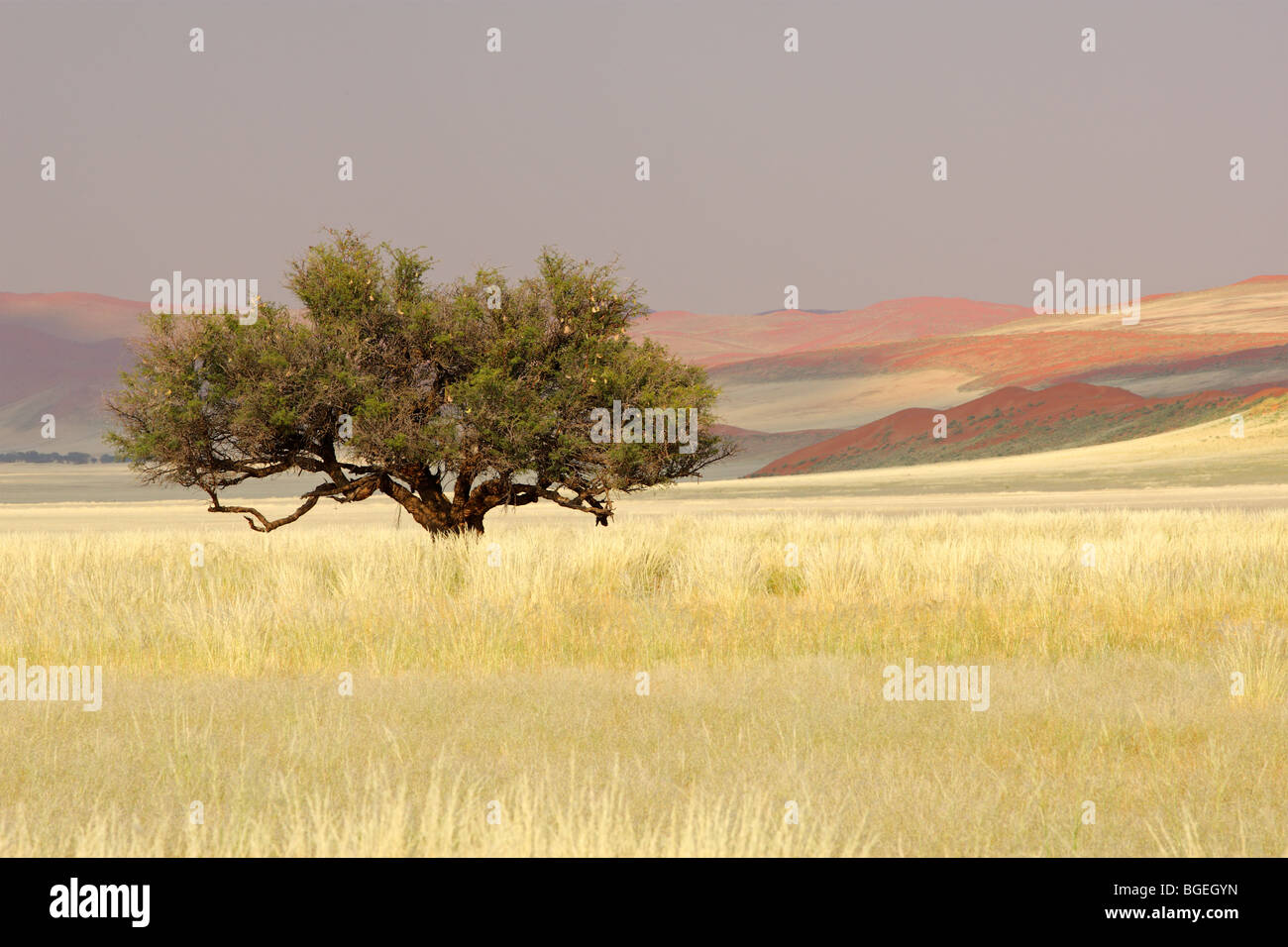 Paysage avec un Africain Acacia (Acacia erioloba), Sossusvlei, Namibie, Afrique du Sud Banque D'Images