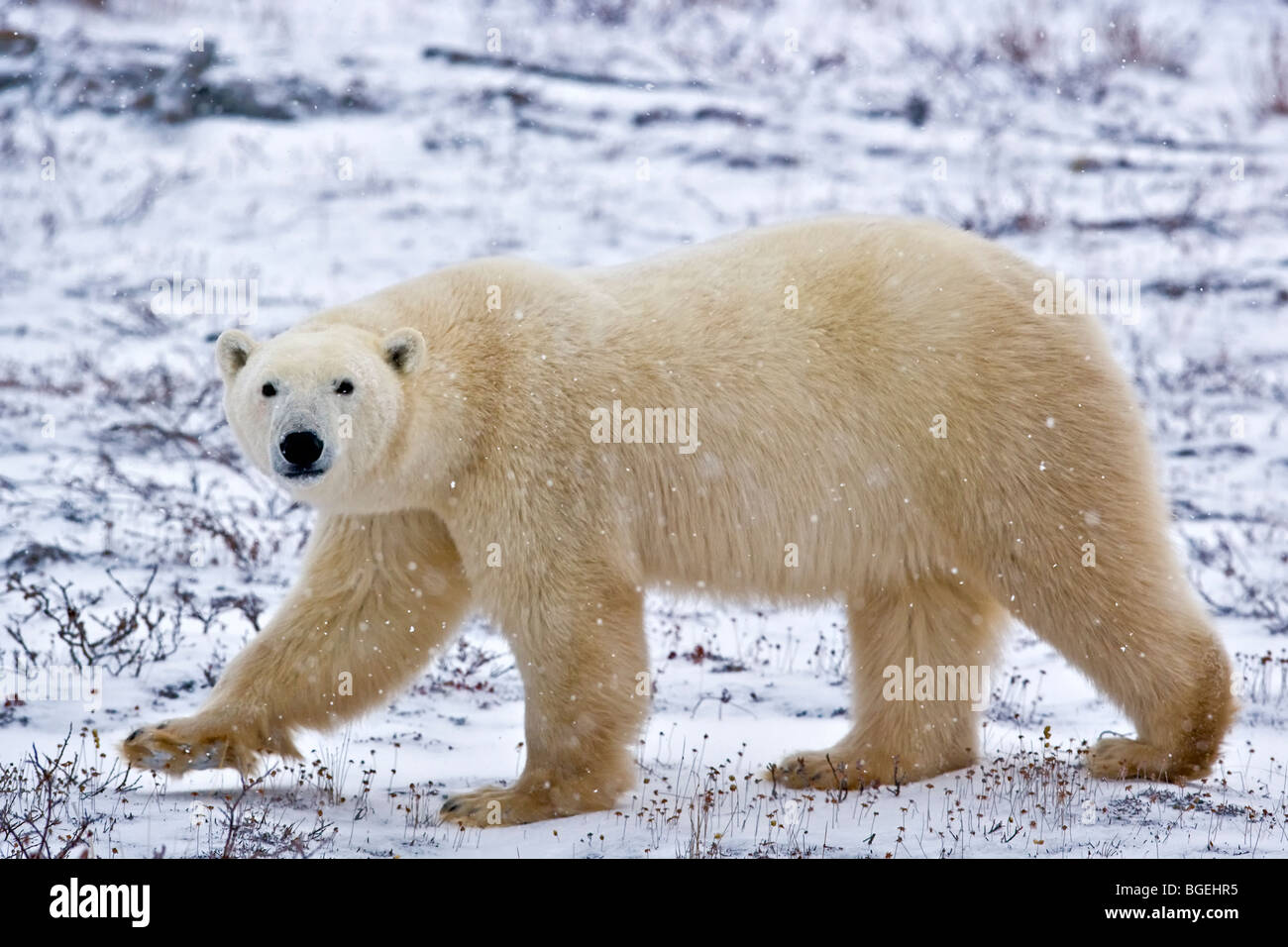 L'ours blanc, Ursus maritimus, marcher dans la toundra près des rives de la Baie d'Hudson, à Churchill, Manitoba, Canada. Banque D'Images