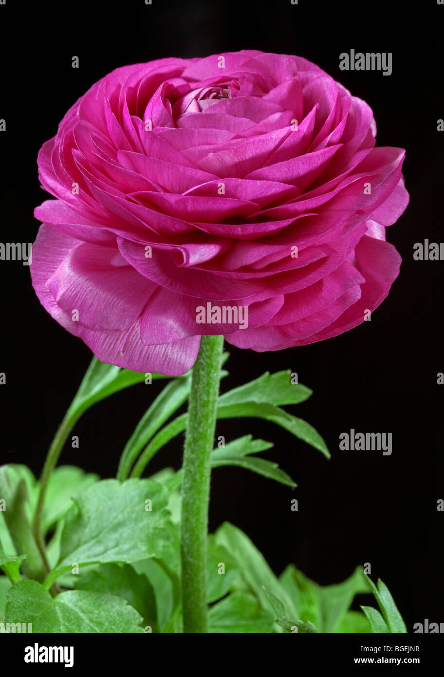 Renoncule rose (fleur) Turban Banque D'Images