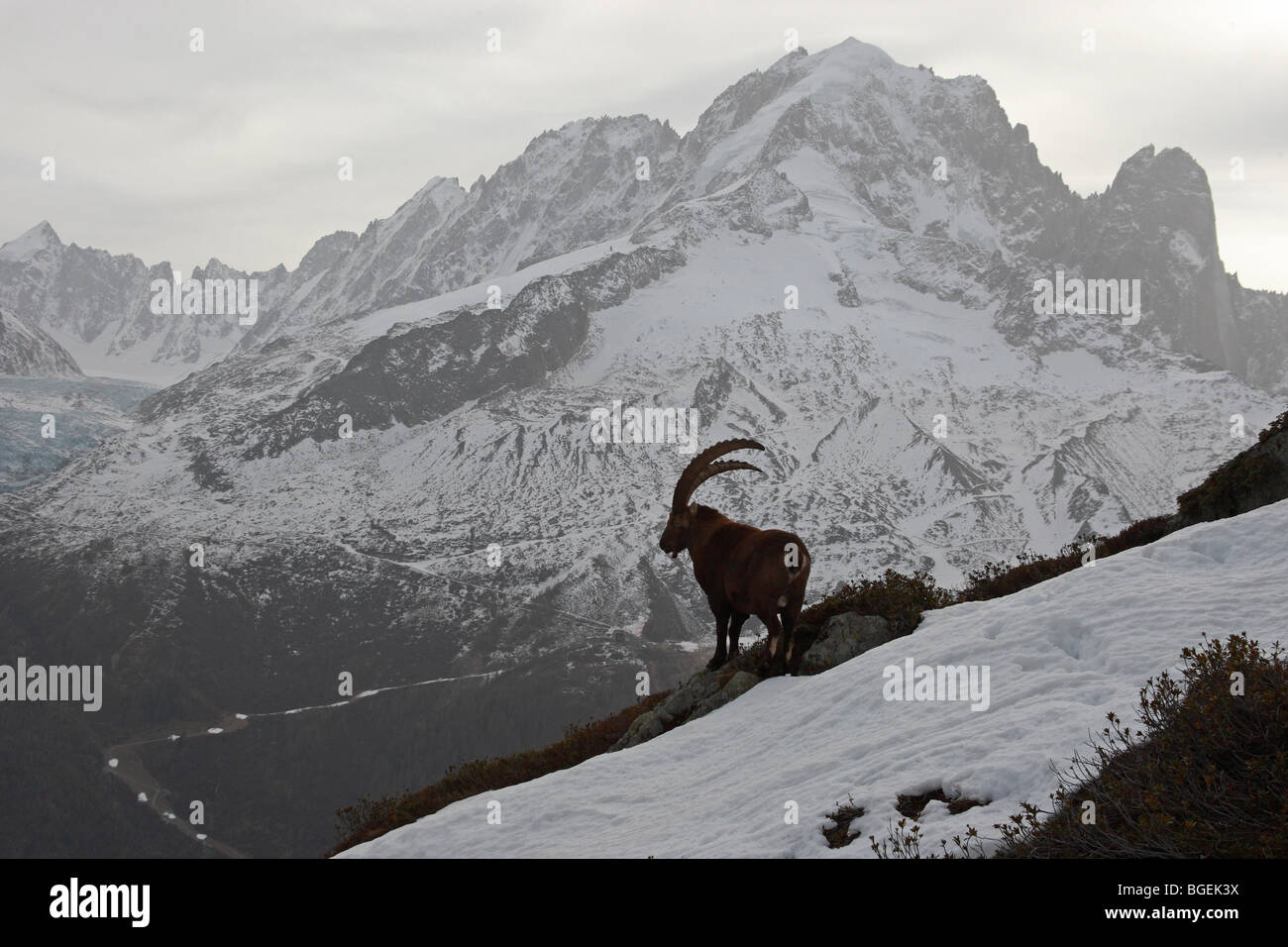 Capra ibex ibex,Alpine, un paysage avec un homme, Alpes Suisses Banque D'Images