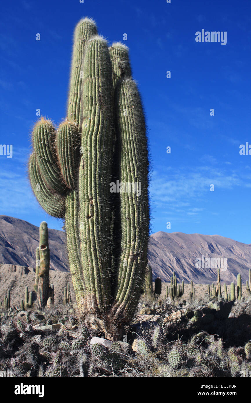 Cactus, Tilcara, dans le Nord de l'Argentine Banque D'Images