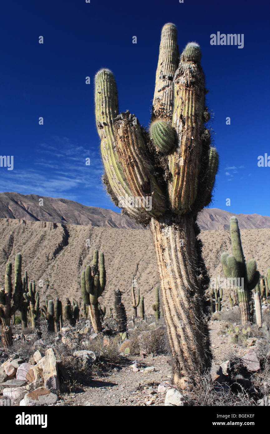 Cactus, Tilcara, dans le Nord de l'Argentine Banque D'Images