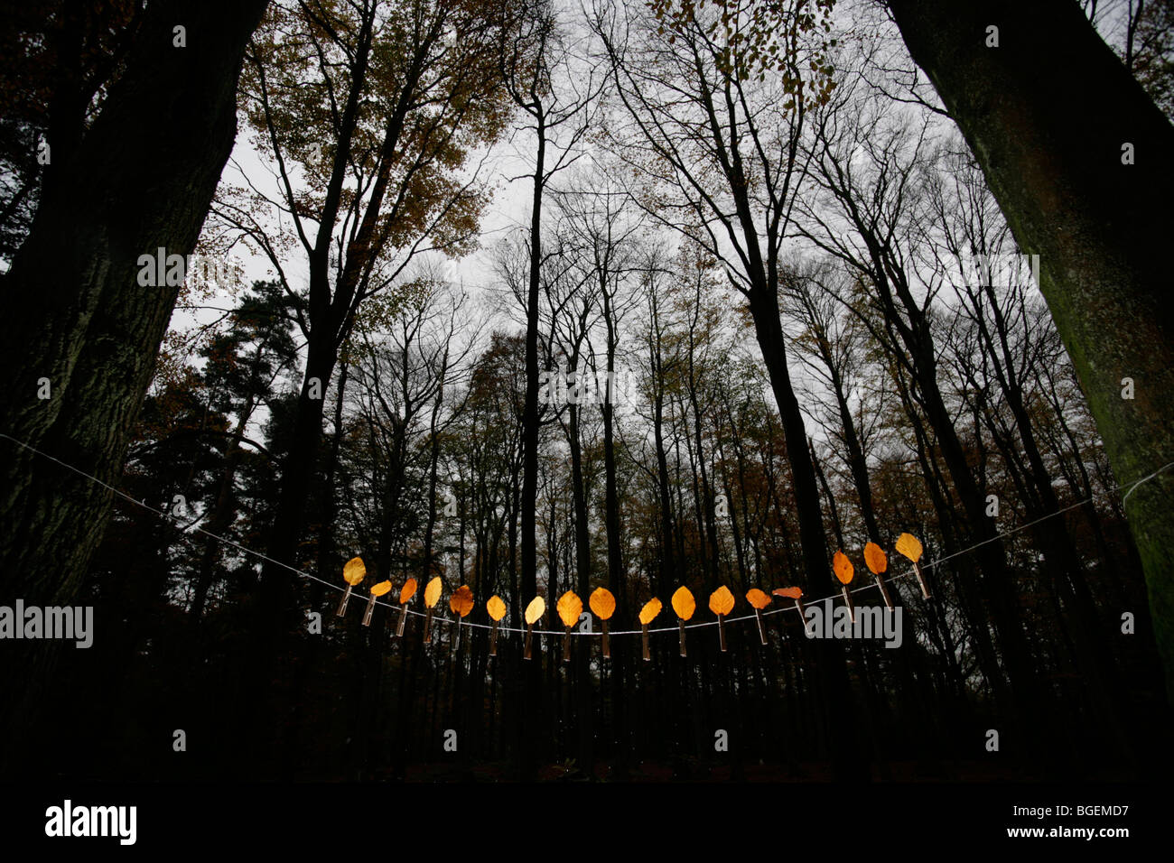 Rétro-éclairé par un flashgun laisse dans le Nord Bois de Pollok Park, Glasgow, Ecosse. Banque D'Images