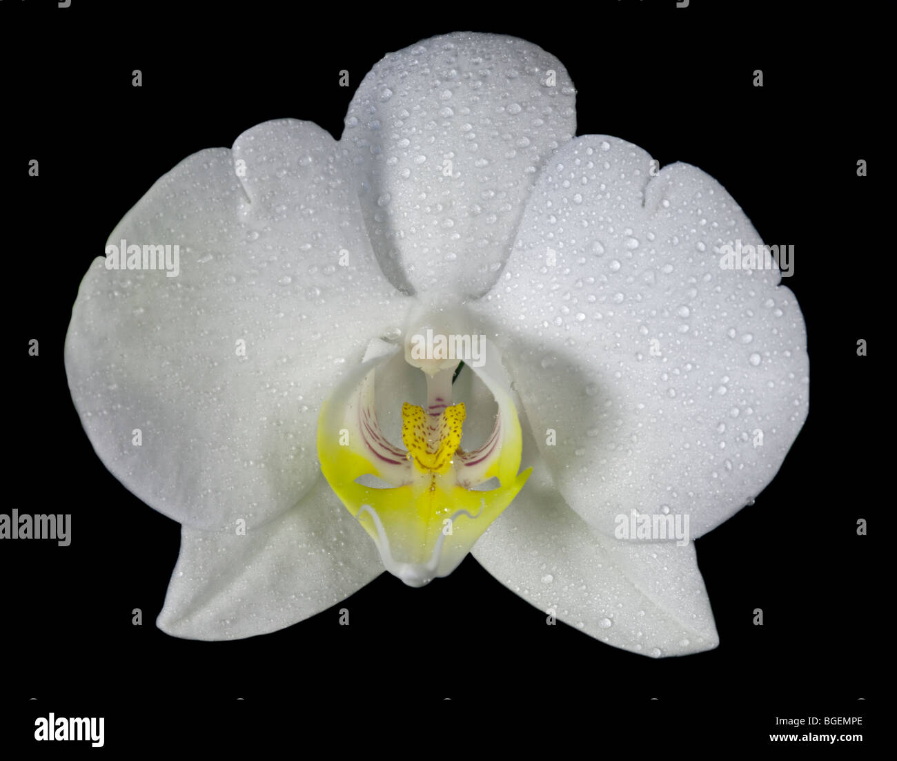 Orchidée Phalaenopsis blanche (espèce d'Orchidée) Banque D'Images