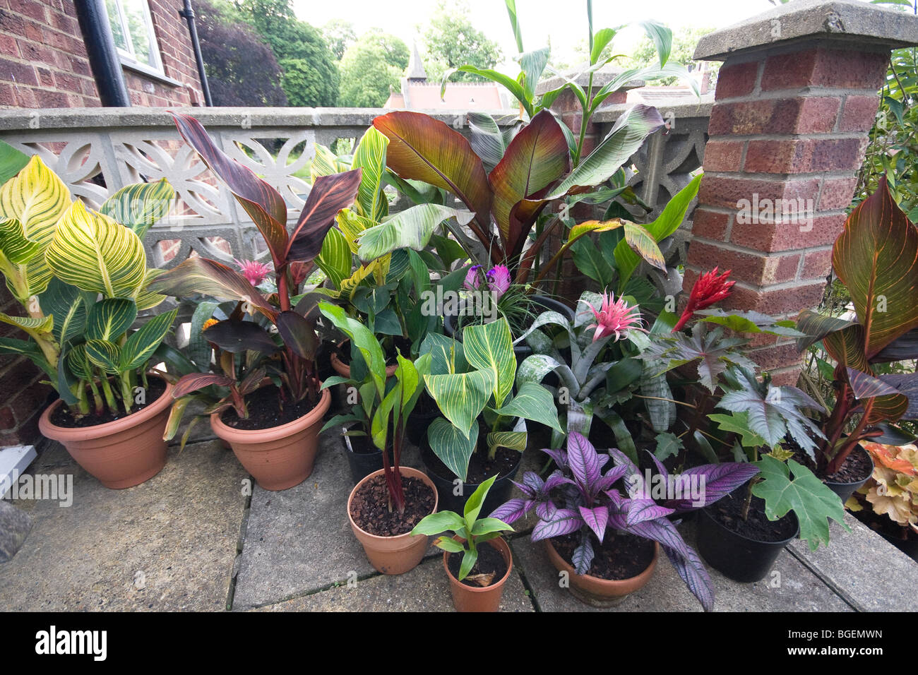 De gauche à droite,Canna 'Striata' (Tropicana ou Pretoria), Canna Durban, Ensete Ventricosum Maurelii plante rouge banane Banque D'Images