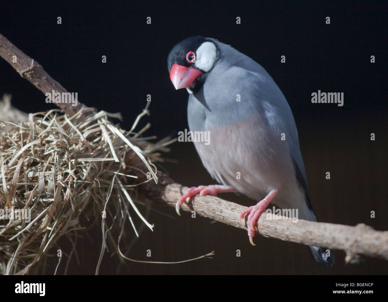 Finch (Java Padda oryzivora) et nest Banque D'Images