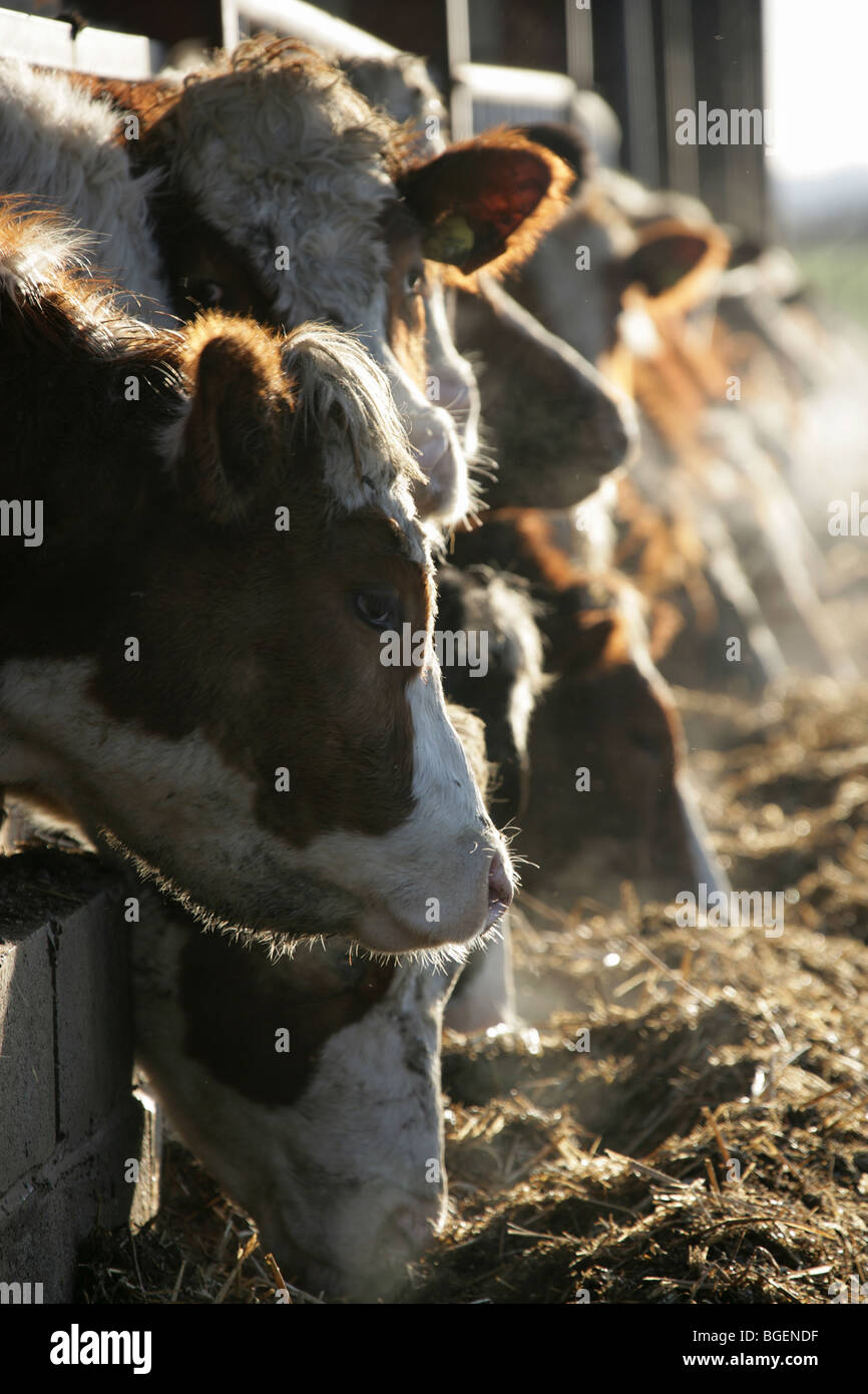 Vue rapprochée d'un troupeau de vaches se nourrir dans une grange par une froide après-midi d'hiver dans une ferme de Cheshire. Banque D'Images