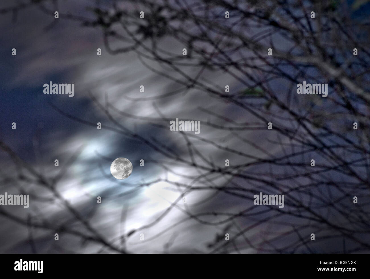 Pleine lune avec le déplacement des nuages flous et les branches d'arbres, New York, USA Banque D'Images
