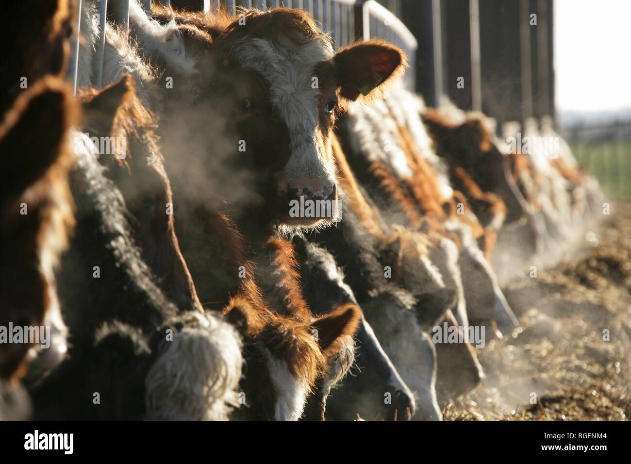 Vue rapprochée d'un troupeau de vaches se nourrir dans une grange par une froide après-midi d'hiver dans une ferme de Cheshire. Banque D'Images