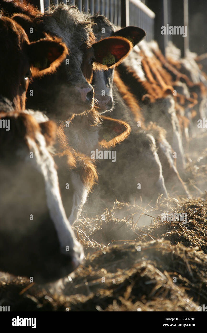 Vue rapprochée d'un troupeau de vaches se nourrir dans une grange par une froide après-midi d'hiver dans une ferme de Cheshire. Banque D'Images